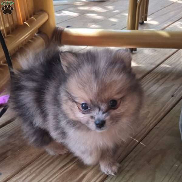 Little Baby Blue, Pomeranian Puppy